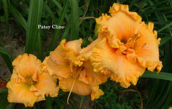 PATSY C